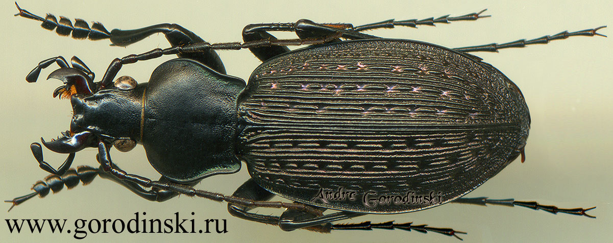 http://www.gorodinski.ru/carabus/Archaeocarabus kucerai puchneri.jpg